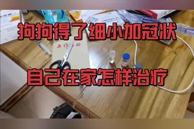 狗狗得了细小加冠状，自己在家用这几种药治疗费用低效果还超好。视频封面
