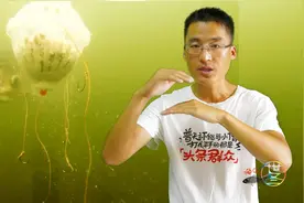 夏天，鲢鳙都在什么水层？世图的观点你认可吗？