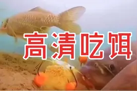 看一看鲤鱼在水底，是如何吃饵的！视频封面