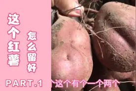 隔壁大伯储存红薯有办法，保持一年新鲜，常年有红薯吃视频封面