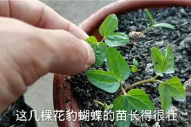 播种蝴蝶兰种子，一个星期就长苗了，把它移栽到营养钵视频封面