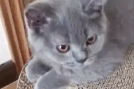 猫咪闻到榴莲瞬间“呕吐”，还一脸嫌弃，下一秒忍住别笑视频封面