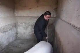 二小回家帮忙打扫猪圈，与家中老母猪互动，瞬间家人笑哭了视频封面