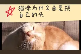 猫咪为什么总是挠自己的头