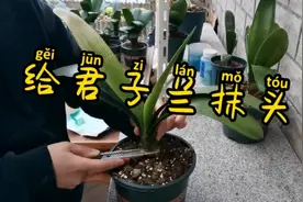 君子兰叶片伤到了状态糟糕，给君子兰砍头处理，期待憋出群兰视频封面
