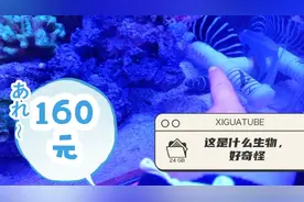 门票160元的浙江台州最大海洋馆，里面究竟有些啥?宝妈直呼太美了视频封面