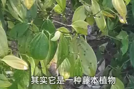 胡椒，著名的香料植物，曾经比黄金还要贵，见过真容吗？