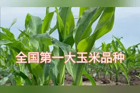 全国种植面积最大的玉米品种，你种过吗