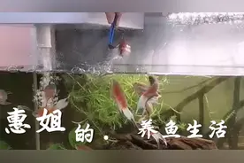 养过斗鱼的朋友都知道斗鱼会跳缸，看这跳高能力没盖子怎么行？
