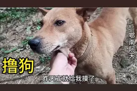 怎样把领养的成年土猎狗快熟养熟，阿天告诉大家一个小窍门视频封面