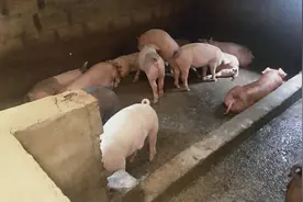 猪贩子传言新型猪流感来了会传染给人，想乘机压价，官方已证实