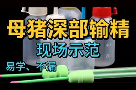 母猪配种、深部人工授精——现场示范，省时省力又多产视频封面