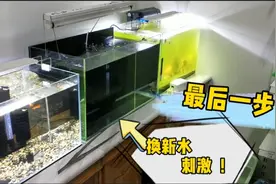 心疼了，孔雀鱼细菌感染不断死亡，罪魁祸首原来是它们，太大意了视频封面