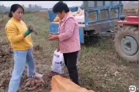 被水淹的红薯能比得上高地的产量吗？听听小琳和琳妈怎么说视频封面