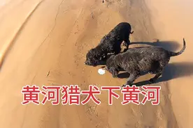 老渔民的小猎犬，带着来到黄河边，非常凶猛一下子就跳进黄河
