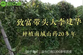 1300多年历史的南城山药，他种了20多年，品质好，有天然人参美称