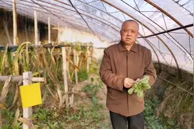 蚜虫的形态变化，危害方式，防治方法视频封面