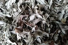 祖辈留下来的几种干艾草使用方法，简值太实用了，赶紧收藏吧视频封面