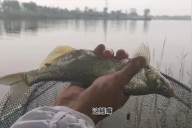 作钓济南龙湖，阴雨连绵鱼情不断，钓获大翘嘴也很爽视频封面