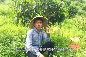 贵州不是避暑之都吗？怎么也能种植芒果，小伙解释让网友出乎预料视频封面
