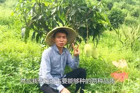 贵州不是避暑之都吗？怎么也能种植芒果，小伙解释让网友出乎预料视频封面