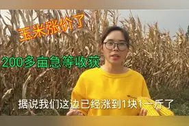 河南玉米已经涨到1块1，农场200多亩玉米却迟迟没法收，太急人