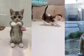 猫一碰到玻璃就跳舞，越看越想笑，萌翻了视频封面