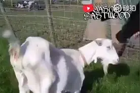 一个视频帮你戒掉奶茶，助你成功上岸