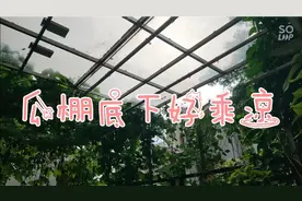 瓜棚，绿色家园的标配？视频封面