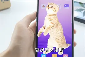 不用再害怕带毛的动物啦，教你一招，在手机上就可以养小猫咪视频封面