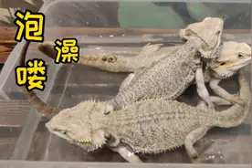 性格温和且可以和主人互动的爬宠～鬃狮蜥，今天给它们泡个澡视频封面