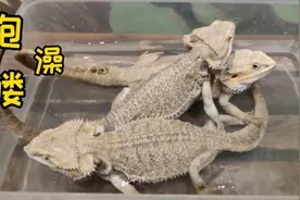性格温和且可以和主人互动的爬宠～鬃狮蜥，今天给它们泡个澡视频封面