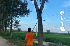 自制捉知了猴神器，一盖一个准，城里媳妇没见过，你们是怎么抓的