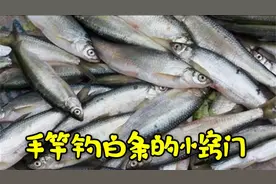 分享手竿钓白条的一些小窍门，轻轻松松一天十几斤，简单又实用！