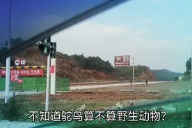 路口发现一个鸵鸟餐厅，什么时候鸵鸟也上餐桌了？