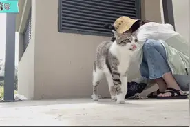 好心喂流浪猫，却被小人得志，二斤猫粮撒一地，难道良心不会痛？视频封面