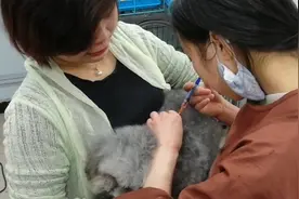 宠物店小姐姐给灰泰迪狗狗打狂犬疫苗，小狗紧张拽半天皮没拎起来视频封面