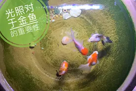 室内养鱼必须要有灯，最好是爆藻灯，灯光就是金鱼的阳光视频封面