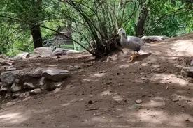 像话吗？像话吗？像话吗？鸭子你不就认识我了吗？