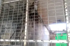 平南猴子养殖场视频封面