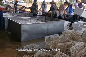 一车荔枝30万，为何全程预冷打包冷链运输？娇贵荔枝风险机遇并存视频封面