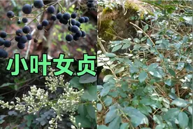 小叶女贞四季常青可观花观果很漂亮！可为什么在盆景圈如此冷门？视频封面
