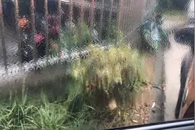 你知道车窗玻璃撕膜后怎样去除胶水吗？视频封面