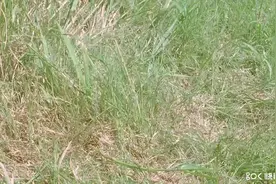 算死草：有谁注意扮演星爷的丫鬟好漂亮，他们叫什么名字啊视频封面