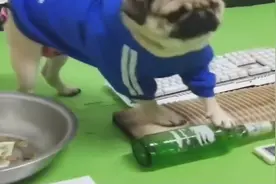 狗狗展示“四大跪法”，婚后的狗狗太卑微了！