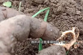 农村大妈去自家地里种菜，发现一种奇怪的生物，这是什么东西呢？视频封面
