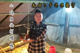 坤少养鸡，小鸡打喷嚏甩头，教你几步迅速搞定。视频封面