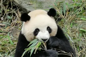 肉肉好像知道我要走了，乖乖的听我说话，肉肉我还会来看你的