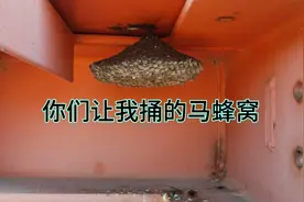 野外遇到个马蜂窝，你们一直让我捅，这回我来了，看看咋办？视频封面
