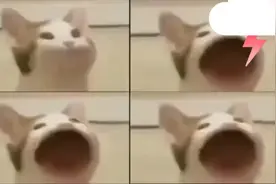 古有彩虹猫，今有100万只popo猫视频封面